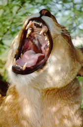 gai